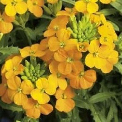 Erysimum 'Glow Orange'