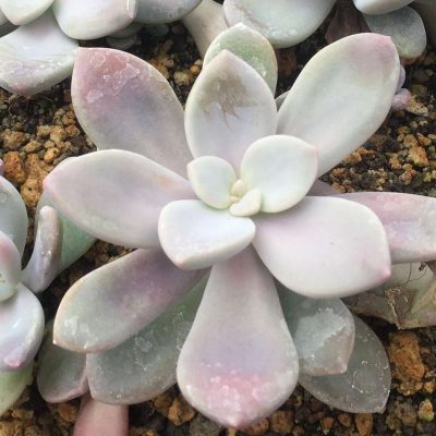 Graptopetalum 'Murasaki'