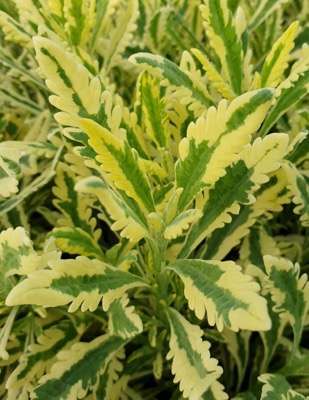 Lavandula heterophylla ‘Meerlo’ PP25,559