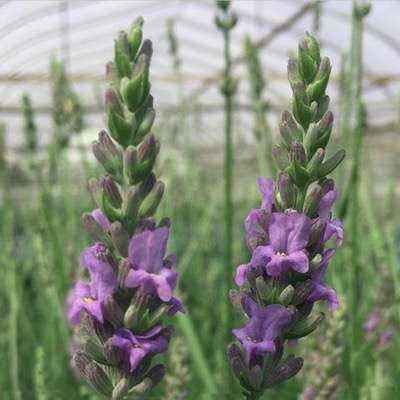 Lavandula intermedia Sensational! (‘Tesseract’) PP31,786