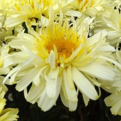Leucanthemum REALFLOR® Real Charmer PP27687