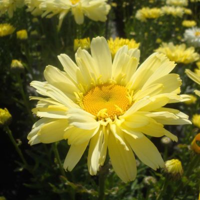 Leucanthemum REALFLOR® Real Dream PP 25664