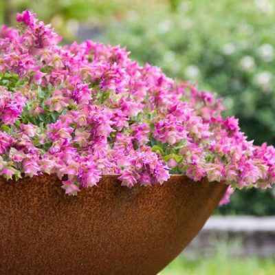 Origanum ‘Bellissimo’