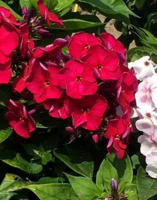 Phlox paniculata Bambini® Cherry Crush (‘Verschercru’) PPAF