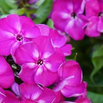 Phlox paniculata Bambini® Desire (‘Versde’) PP27,557