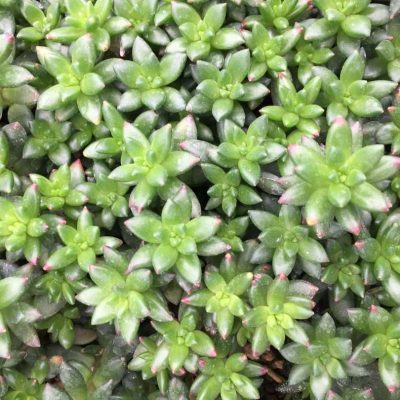 Sedeveria hybrid 'Jet Beads'