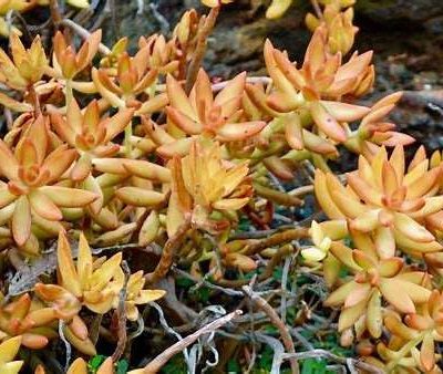 Sedum 'adolphii'