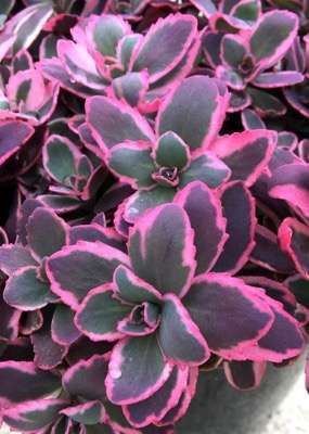 Sedum Sunsparkler® ‘Dream Dazzler’PBR