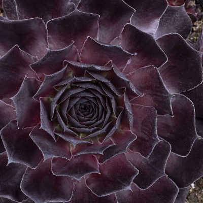 Sempervivum SUPERSEMPS® Onyx PPRA