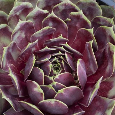 Sempervivum SUPERSEMPS® Fire Quartz PP 33603