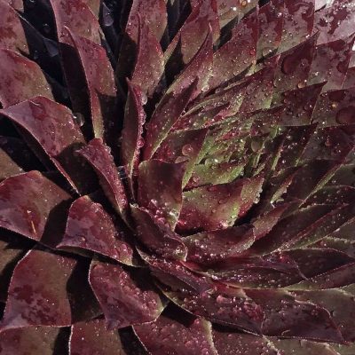 Sempervivum SUPERSEMPS® Ruby PP 33074