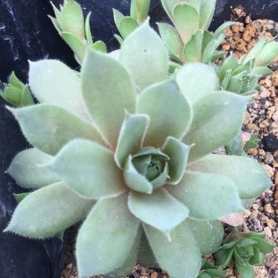 Sempervivum 'Lavender Old Lace'