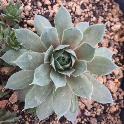 Sempervivum 'Silverine'