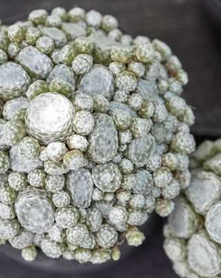 Sempervivum Colorockz® Arctic White ('Belsemcob2'PBR)