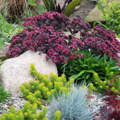 Sedum Sunsparkler® 'Plum Dazzled' (PP30348)