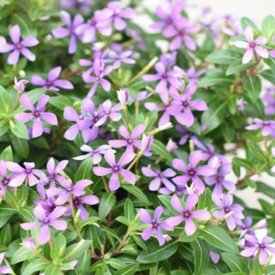 Vinca SOIREE® KAWAII Lavender