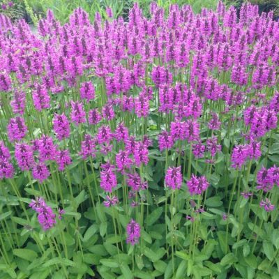 Stachys (Betony) Summer Romance (PP30,243)