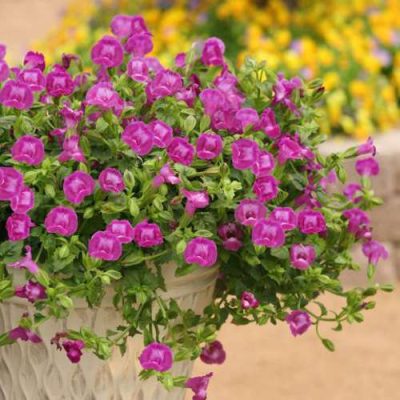 Torenia fournieri 'Summer Wave® Large Amethyst'
