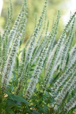 Veronica spicata Snow Candles (‘Joca128’) PP28,777