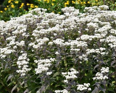 Eupatorium perfoliatum ‘Blind Date’ PP#35,173