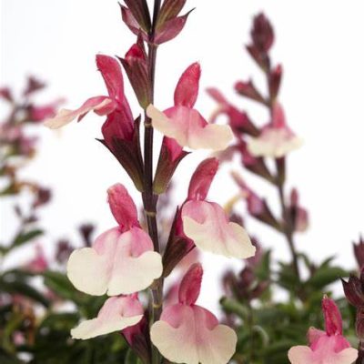 Salvia VIBE® ‘Ignition Sunrise'