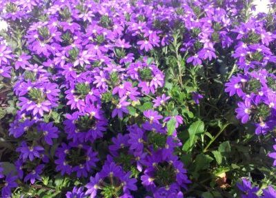 Scaevola aemula 'Scalora® Purple'