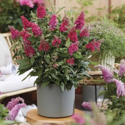 Buddleia Butterfly Candy® Li’l Raspberry™