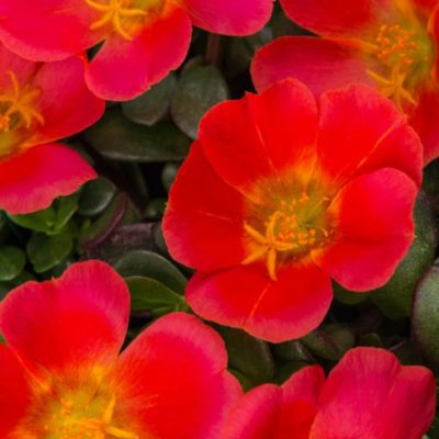 Portulaca oleracea 'SeaGlass Grenadine'