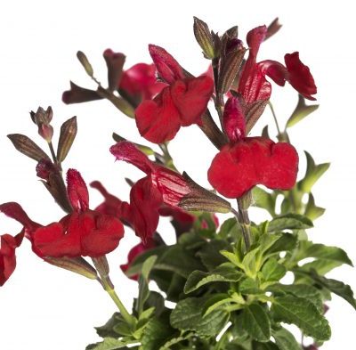 Salvia VIBE® ‘Ignition Cranberry'