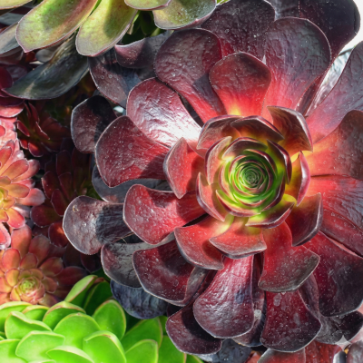 Aeonium Semponium 'Destiny'