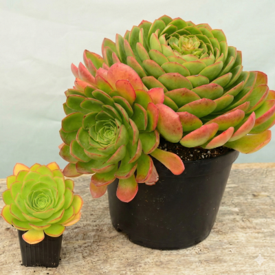 Aeonium Semponium 'Diamonds'