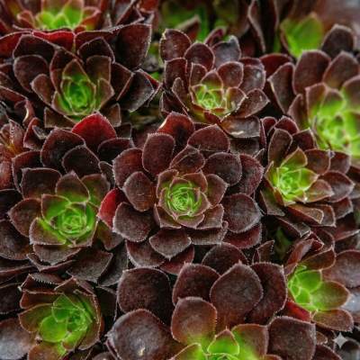 Aeonium Semponium 'Halo'