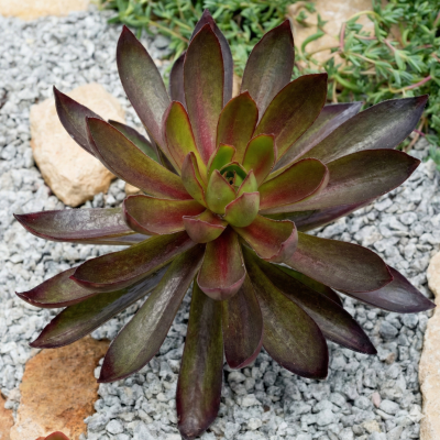 Aeonium Semponium 'Mrs. Frosty'