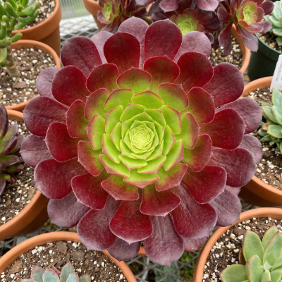 Aeonium Semponium 'Sienna'