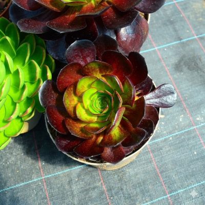 Aeonium Semponium 'Vortex'