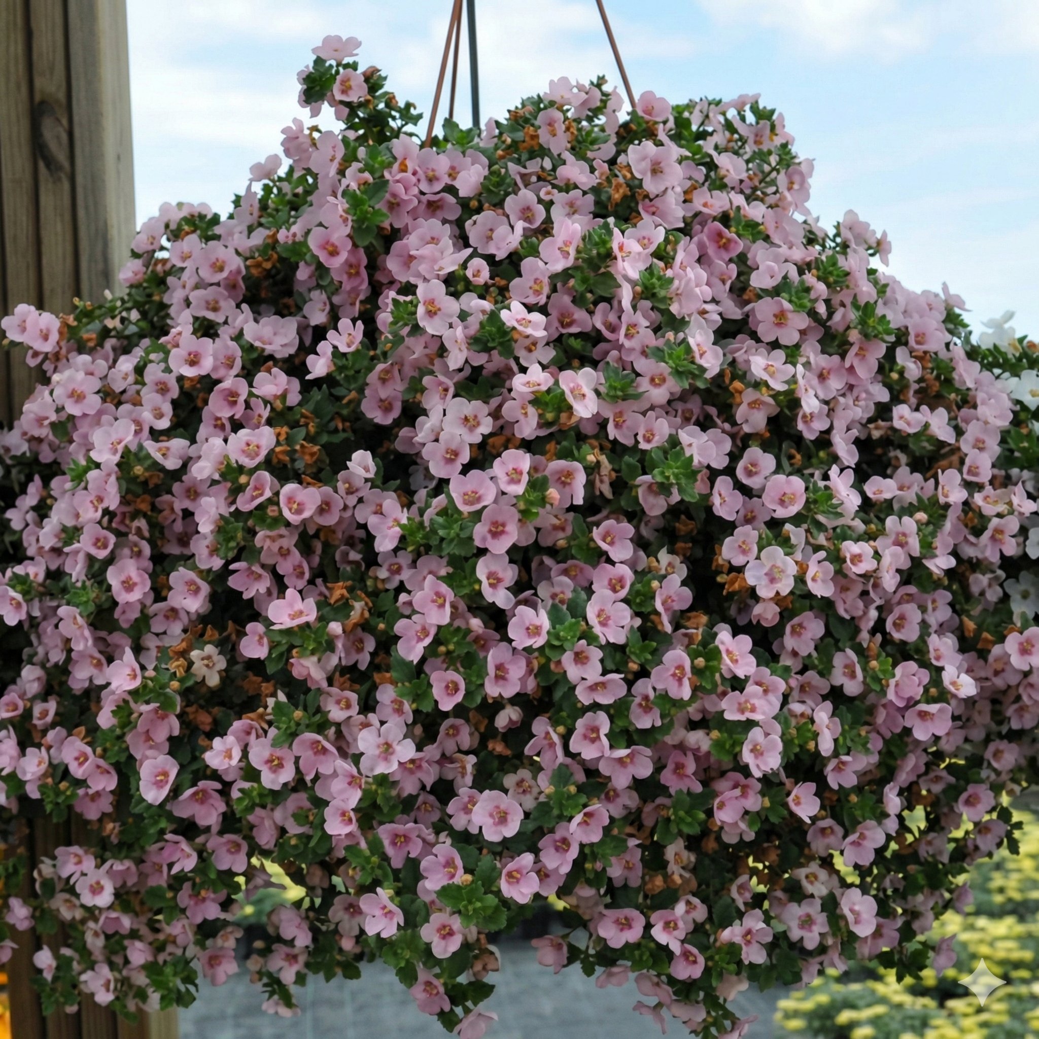 Bacopa Betty ® 'Pink Improved' - Quality Cuttings