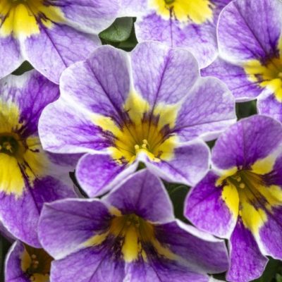 Calibrachoa Caliloco® 'Denim Blue'