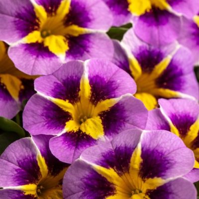 Calibrachoa Caliloco® 'Starfire Lavender'