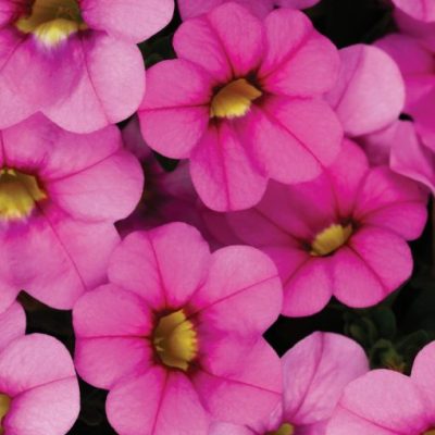 Calibrachoa Calitastic® 'Ballerina'