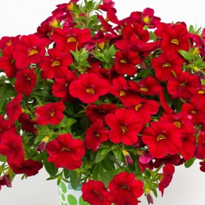 Calibrachoa Calitastic® 'Bright Red'