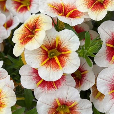 Calibrachoa Calitastic® 'Cappucino'