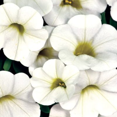 Calibrachoa Calitastic® 'White'