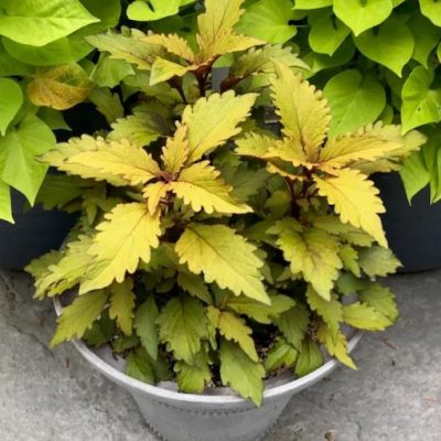 Coleus GardenFest™ Flexi™ Butterscotch