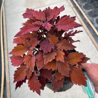 Coleus GardenFest™ Flexi™ Cinnamon