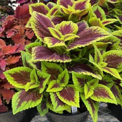 Coleus GardenFest™ GardenScape™ Bright Day