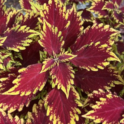 Coleus GardenFest™ GardenScape™ Calvados