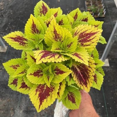 Coleus GardenFest™ GardenScape™ Lemon Zest