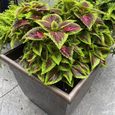Coleus GardenFest™ GardenScape™ Rose Surprise