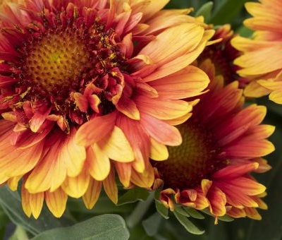 Gaillardia REALFLOR® 'Sunset Orange Ruffles'