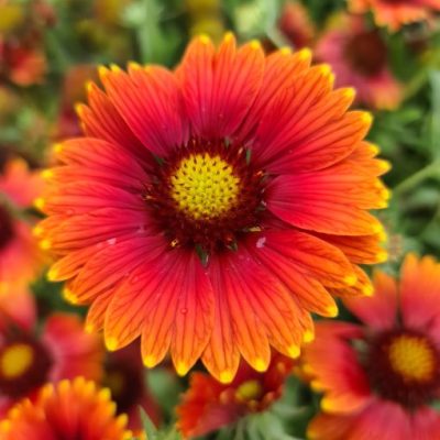 Gaillardia Sun Buddies™ 'Red' (G15272)